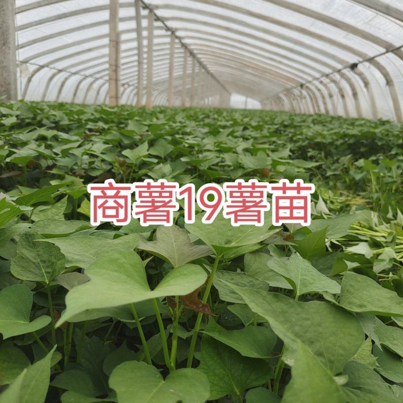 脱毒原种商薯19苗商薯苗红薯苗大量供应可视频看货