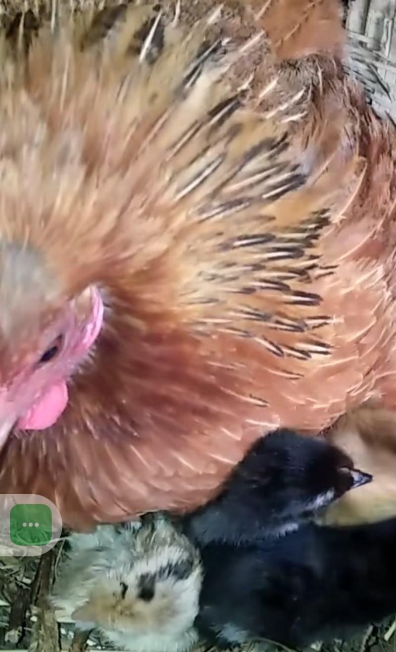 散养土鸡蛋笨鸡蛋种蛋可以孵化纯土鸡藏鸡，