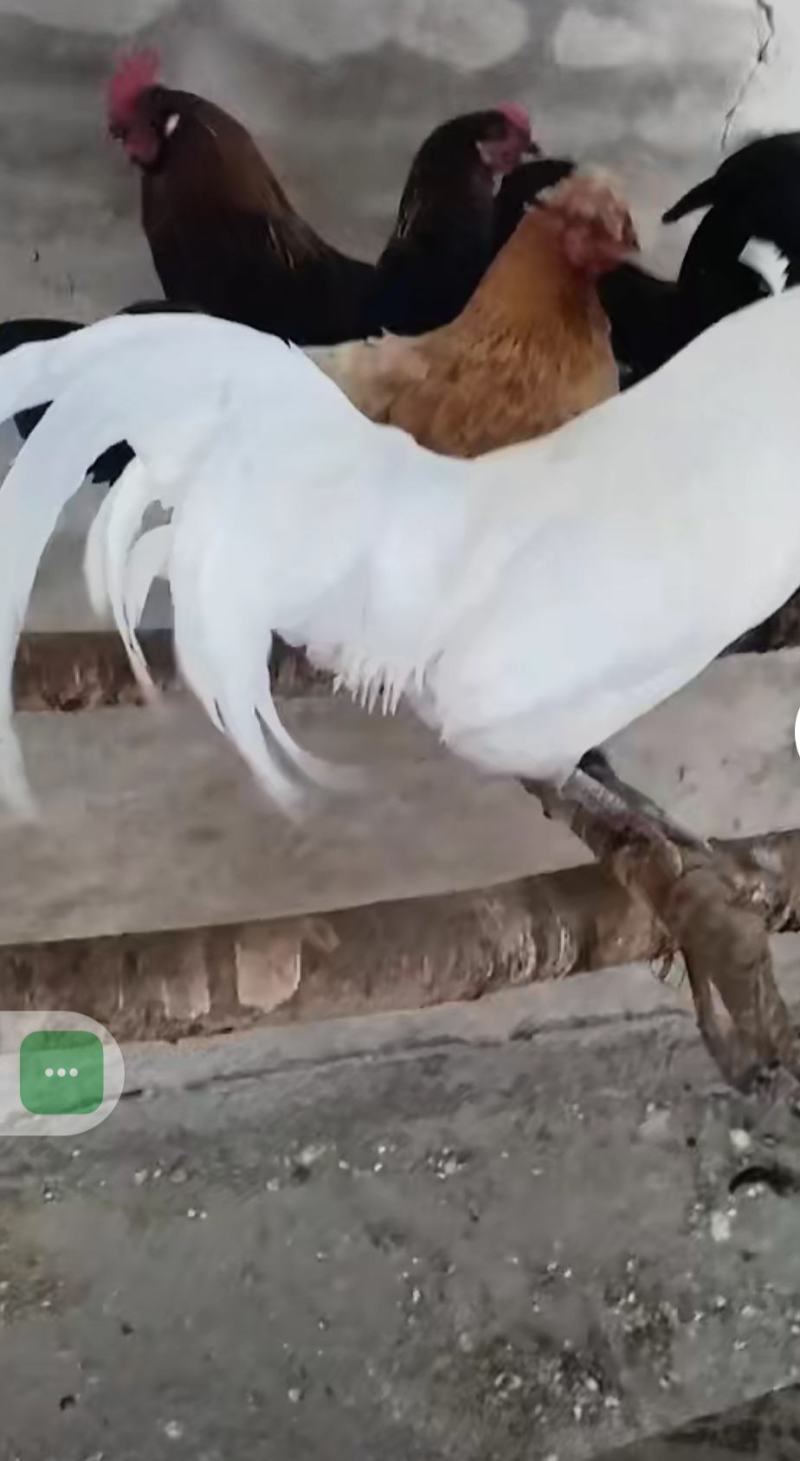 散养土鸡蛋笨鸡蛋种蛋可以孵化纯土鸡藏鸡，