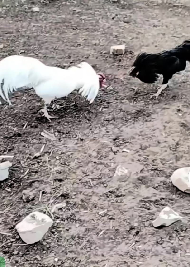 散养土鸡蛋笨鸡蛋种蛋可以孵化纯土鸡藏鸡，