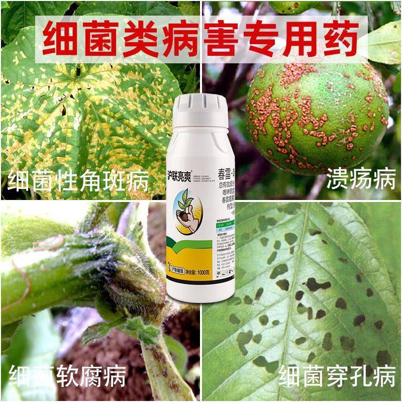 上海沪联春雷喹啉铜溃疡病流胶穿孔细菌性角斑病杀菌剂农药