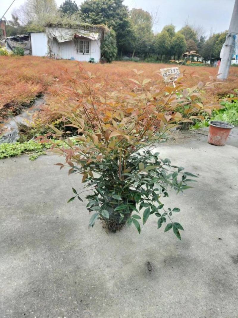 南天竹16杯小杯12*10幼苗成都基地直供