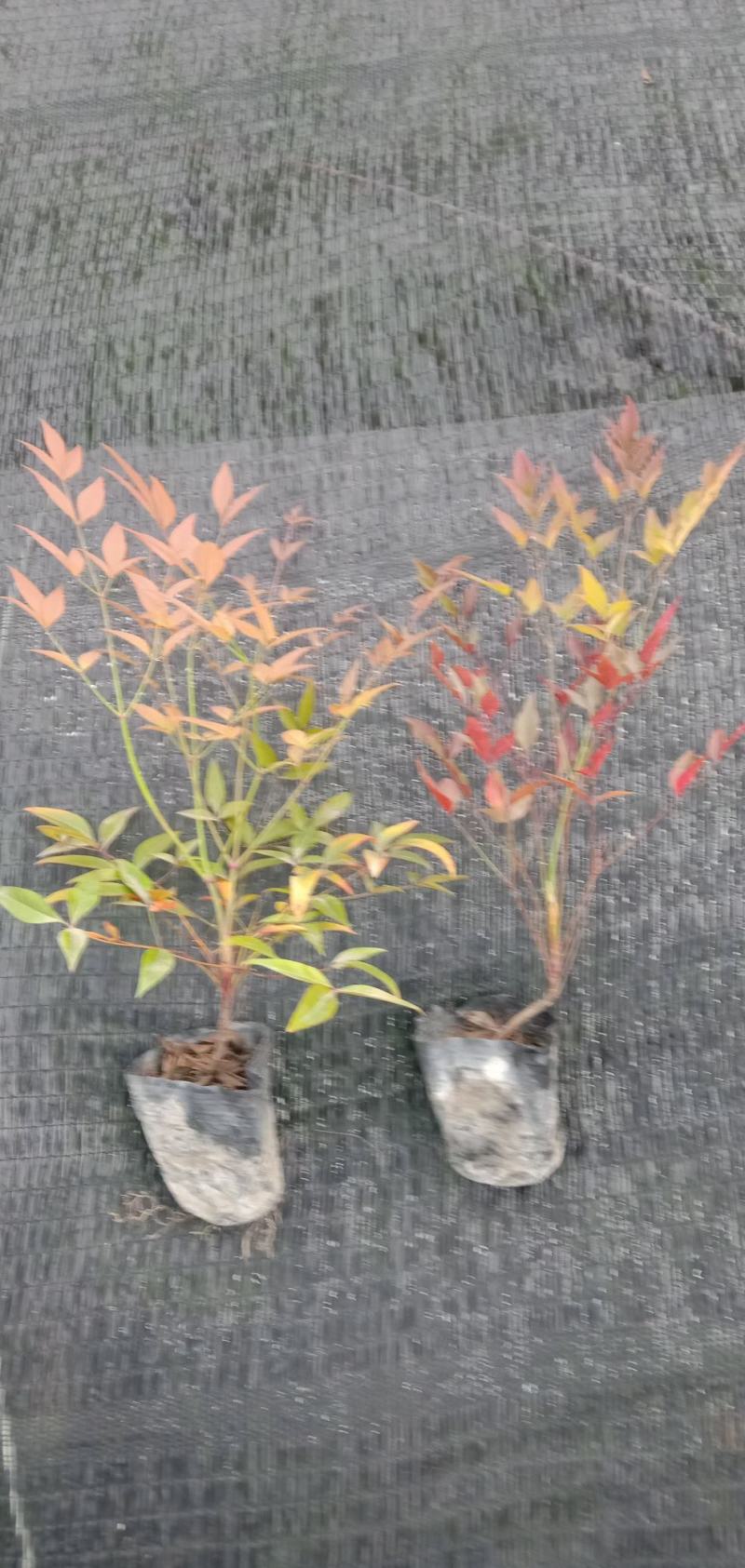 南天竹16杯小杯12*10幼苗成都基地直供