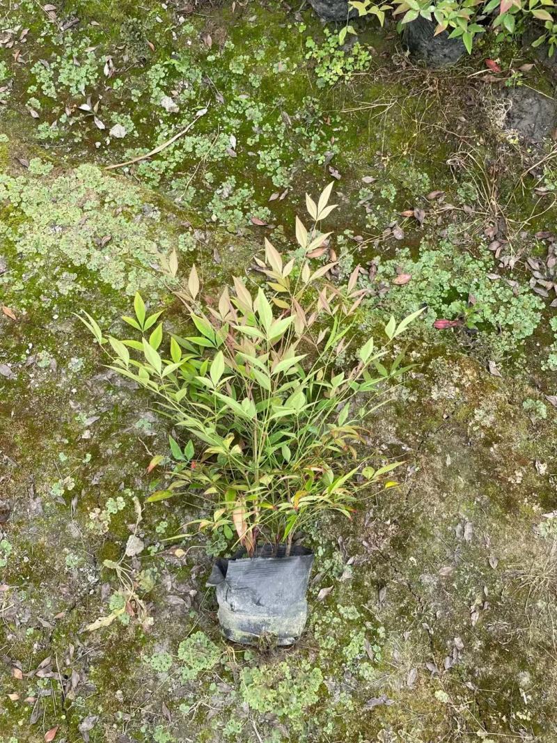 南天竹16杯小杯12*10幼苗成都基地直供