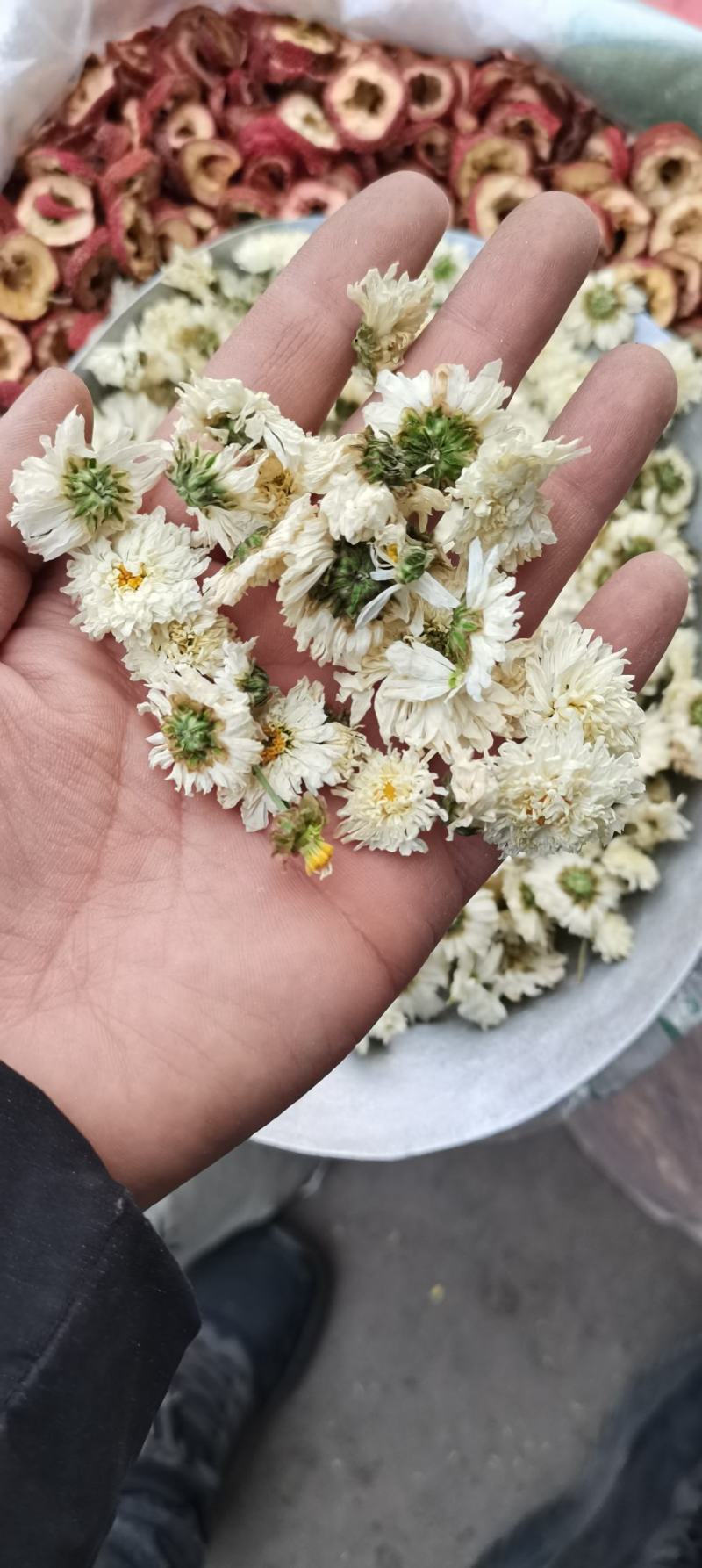 批发供应新货黄山贡菊七月菊白菊花散装