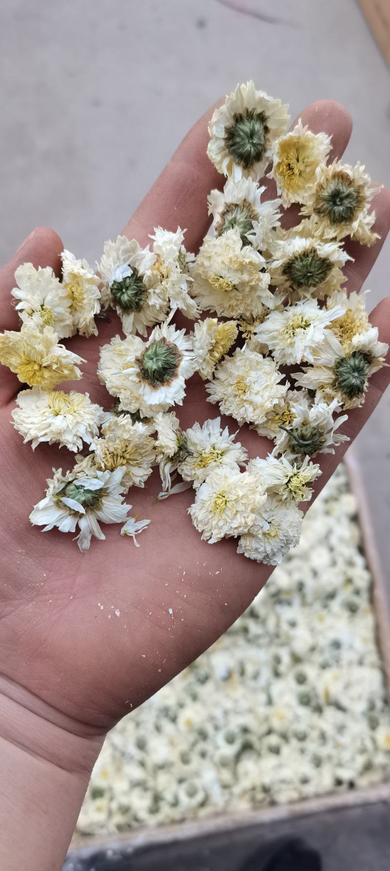 批发供应新货黄山贡菊七月菊白菊花散装