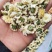 批发供应新货黄山贡菊七月菊白菊花散装