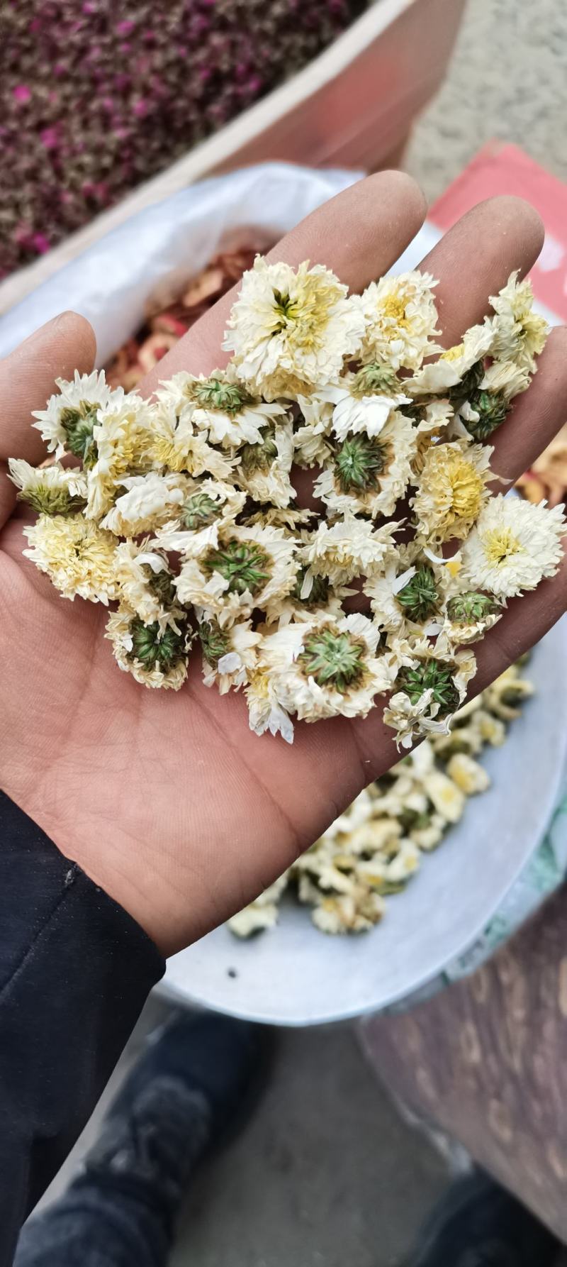 批发供应新货黄山贡菊七月菊白菊花散装