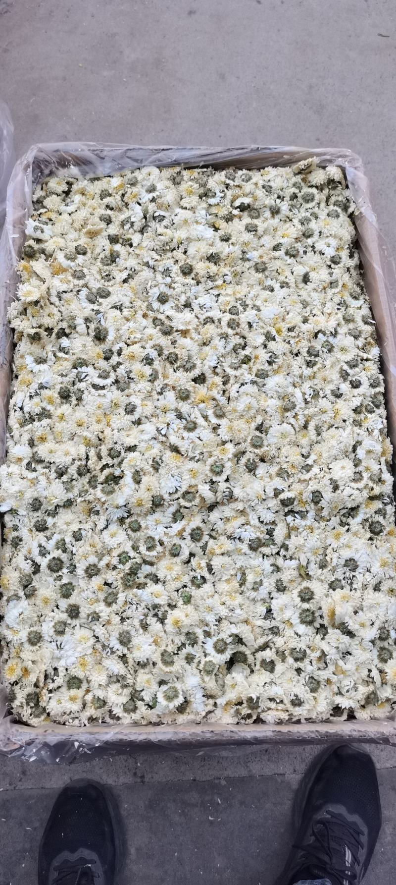 批发供应新货黄山贡菊七月菊白菊花散装