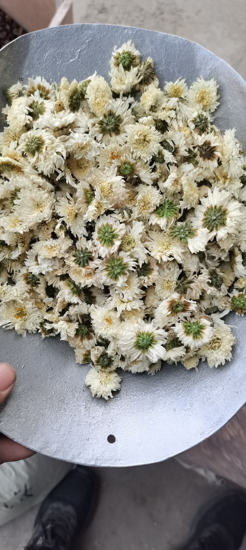 批发供应新货黄山贡菊七月菊白菊花散装