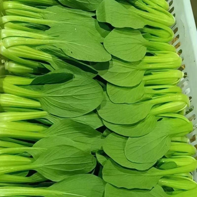 常年供应，曹县油菜上海青基地直供，量大从优，全国代发