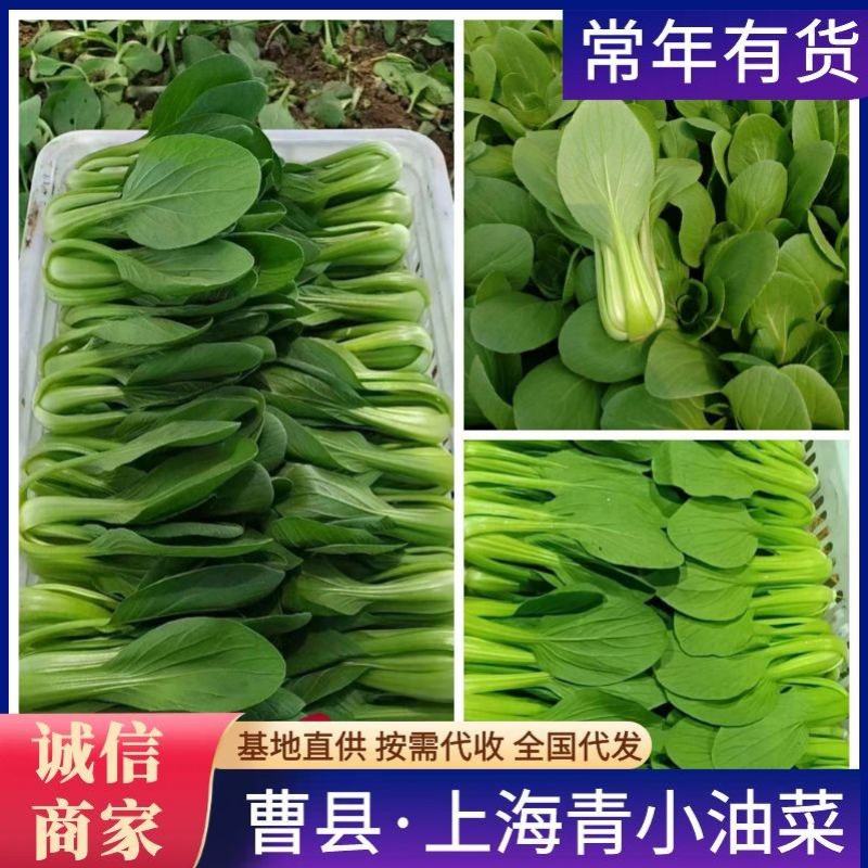上海青基地直供，曹县小油菜，山东油菜，量大从优价格实惠