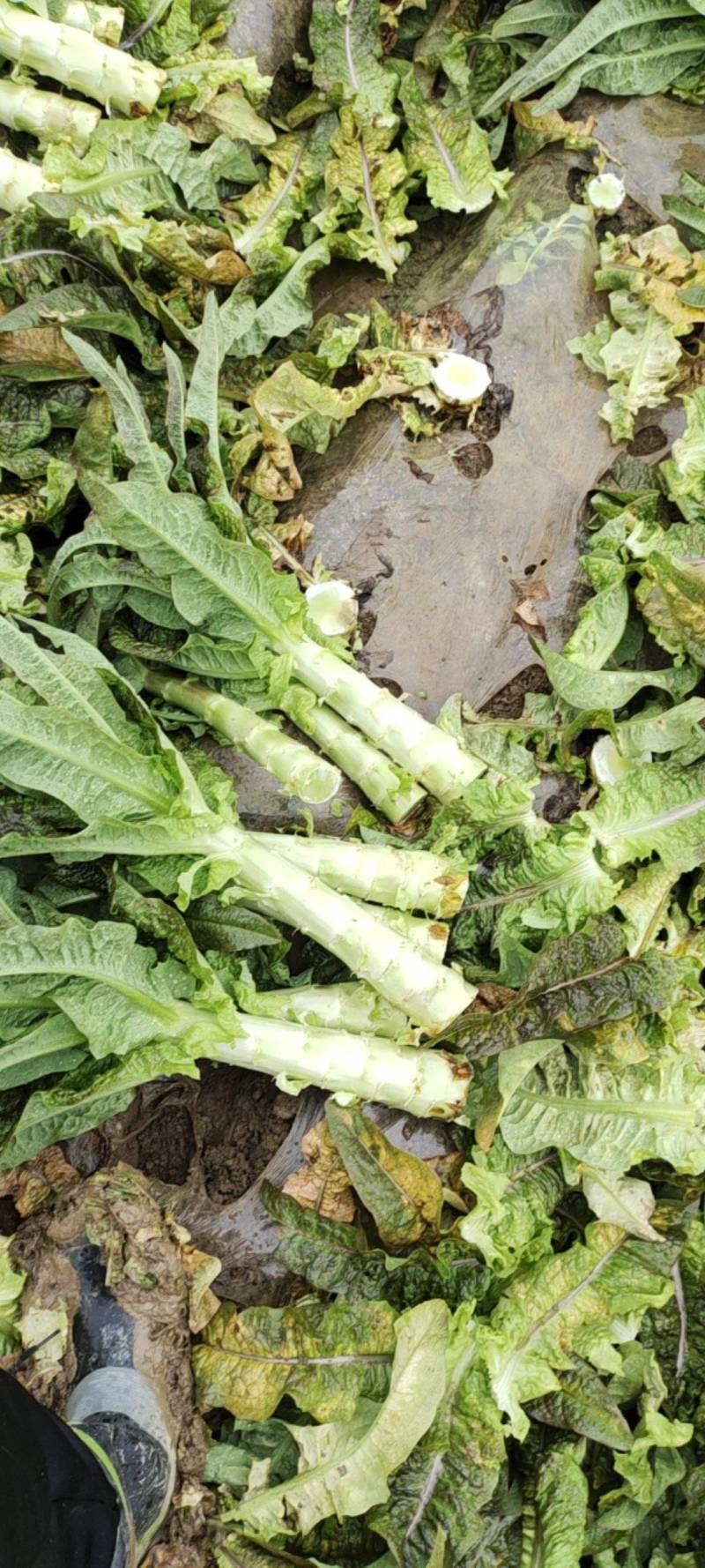 湖北红叶莴苣大量上市。
