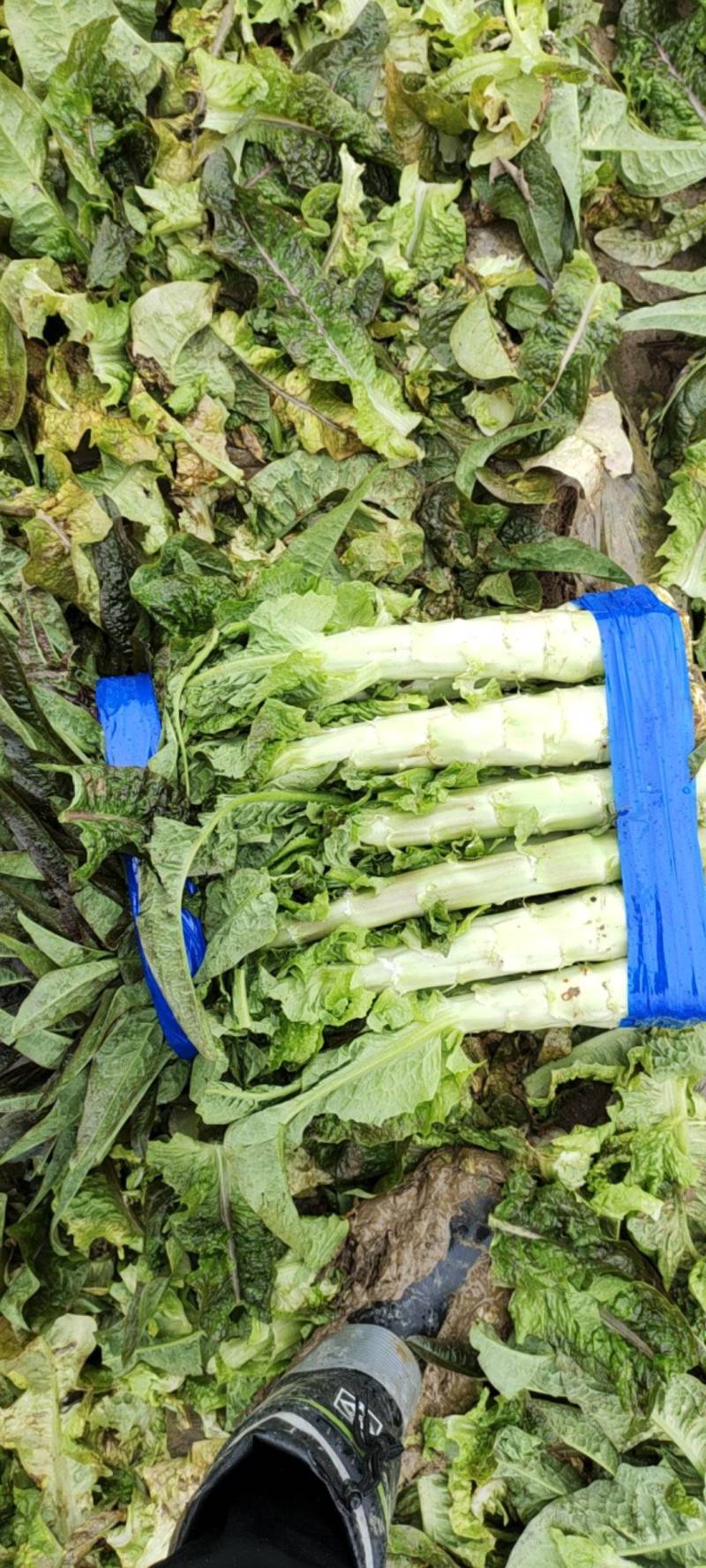 湖北红叶莴苣大量上市。