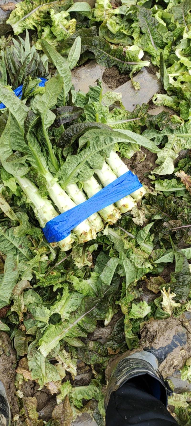 湖北红叶莴苣大量上市。