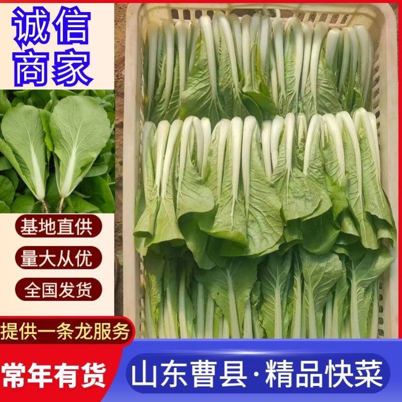 山东快菜菏泽曹县蔬菜基地常年供应，价格美丽可谈，欢迎来电