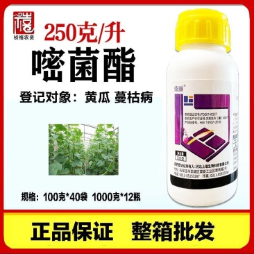 250克/升嘧菌酯黄瓜蔓枯病非苯甲嘧菌酯