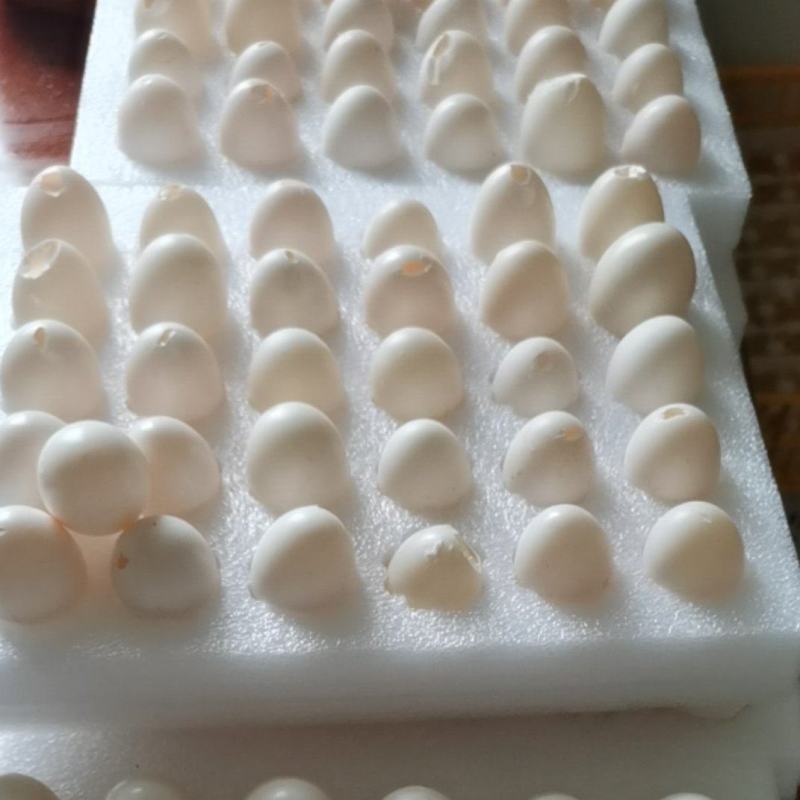 轻微破壳鸽子蛋