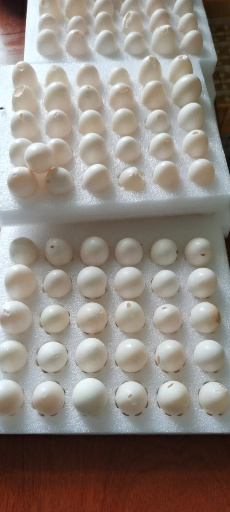 轻微破壳鸽子蛋