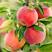 红嘎拉苹果苗脆甜红富士嫁接，盆栽庭院种植南北方种植