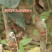 红嘎拉苹果苗脆甜红富士嫁接，盆栽庭院种植南北方种植