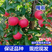 红嘎拉苹果苗脆甜红富士嫁接，盆栽庭院种植南北方种植