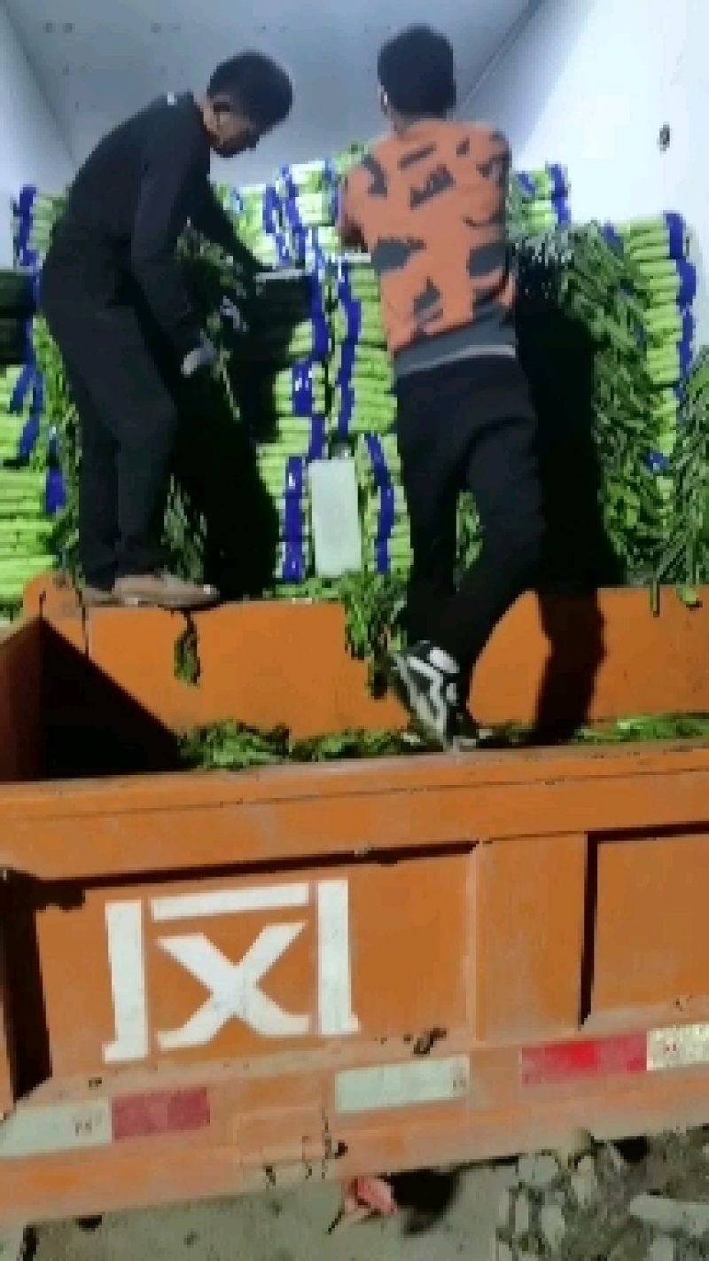 山东省临沂市兰陵县红叶莴苣大量供应