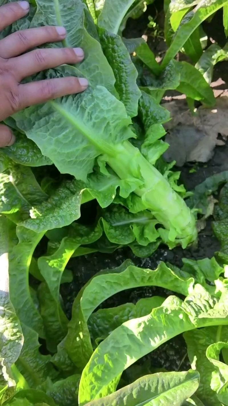 山东省临沂市兰陵县红叶莴苣大量供应