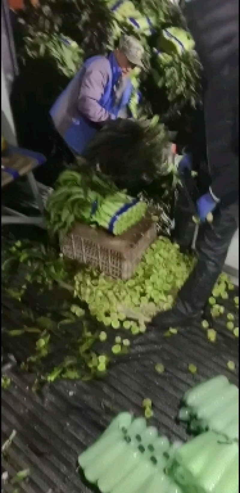 山东省临沂市兰陵县红叶莴苣大量供应