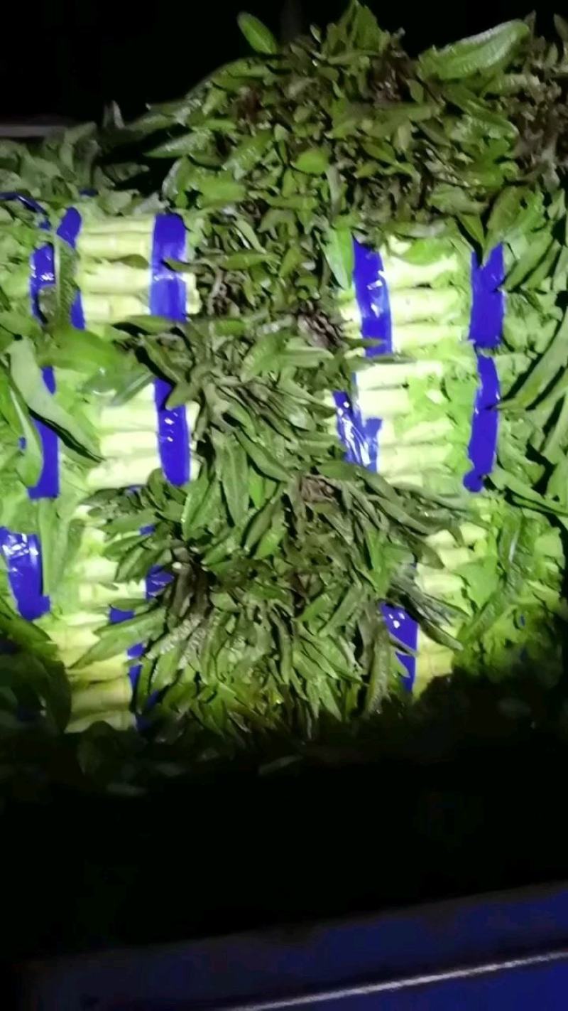 山东省临沂市兰陵县红叶莴苣大量供应