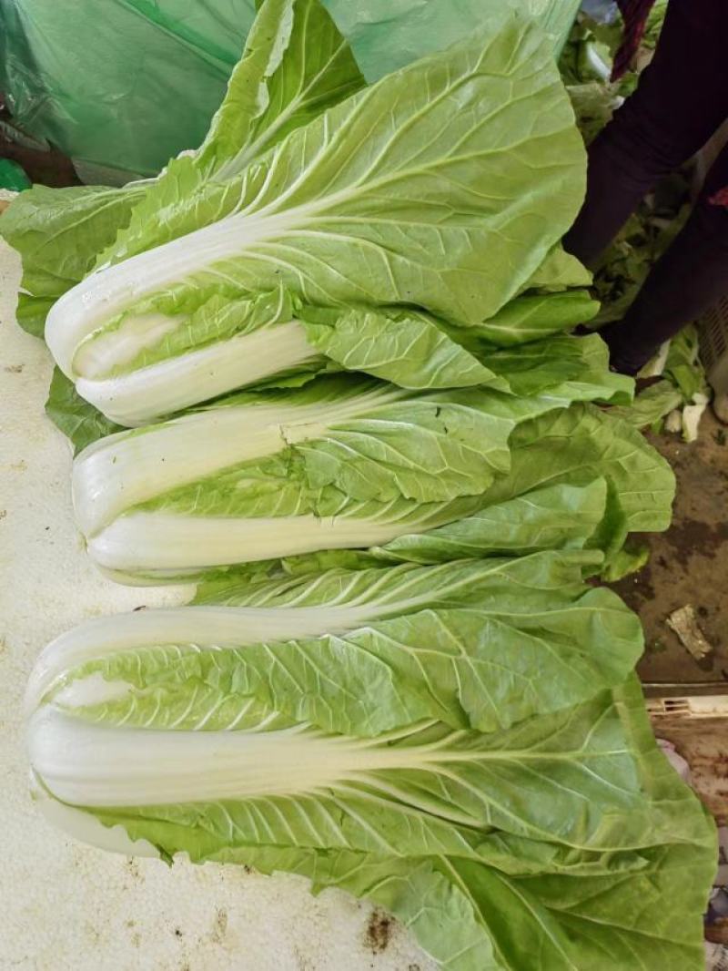 精品蔬菜白菜