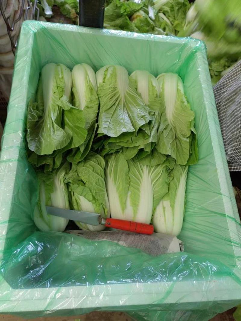 精品蔬菜白菜
