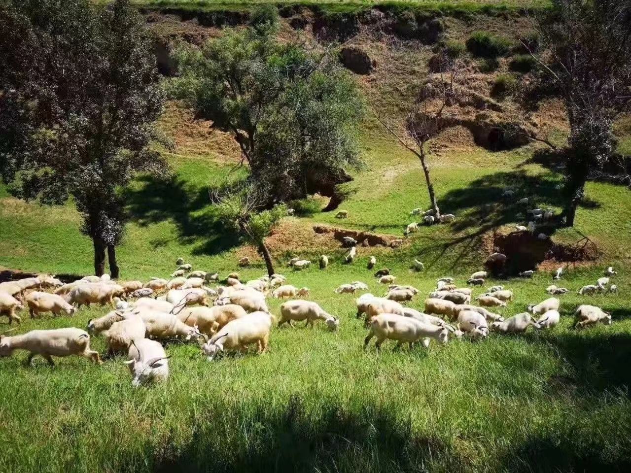白条羊群体放牧场景