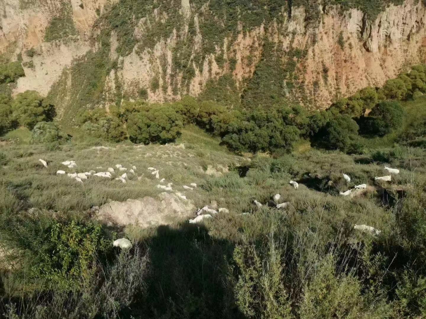 新西兰白条羊群在牧场中悠闲吃草