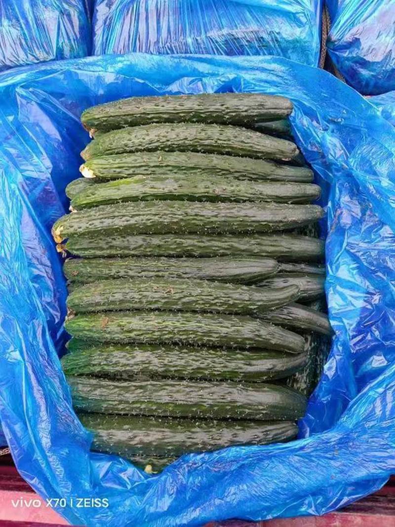 （热卖中）河南滑县优质黄瓜，货源充足品质上乘顶花带刺