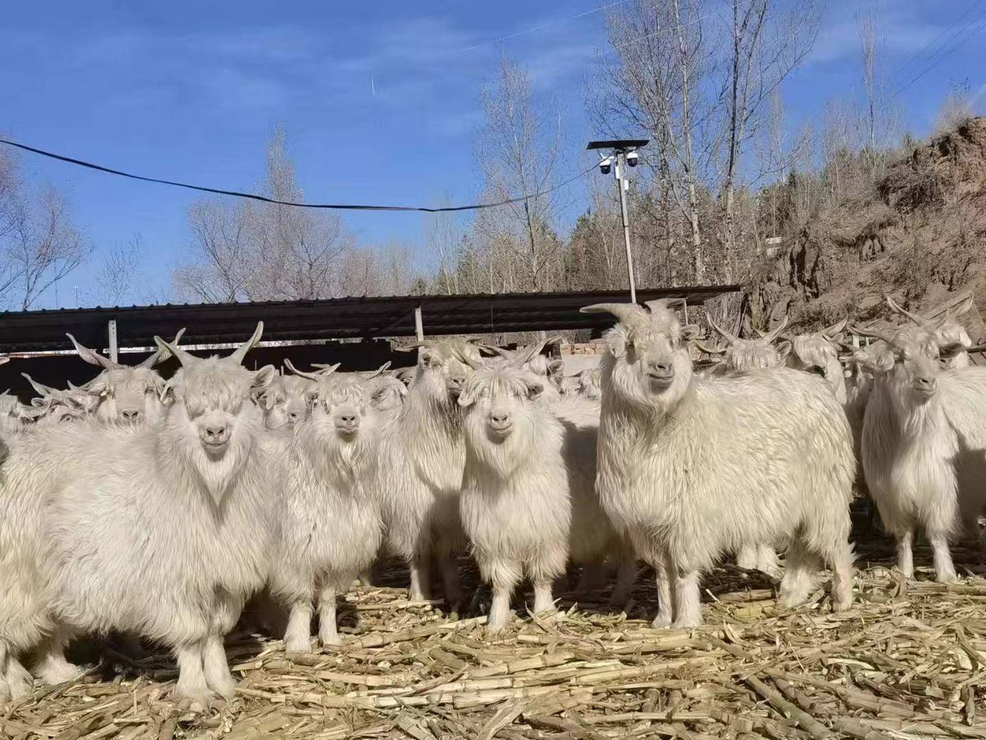 白条羊绒毛特写展示其细腻质地