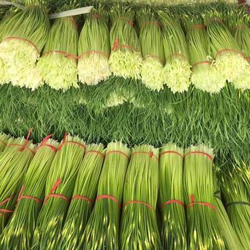 蒜苔精品白帽蒜苔大量上市产地直发价格便宜
