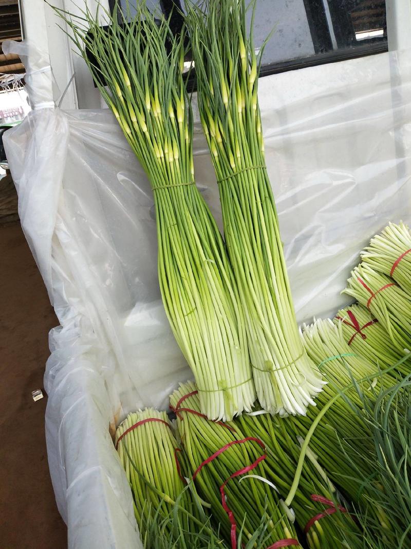 蒜苔精品白帽蒜苔大量上市产地直发价格便宜