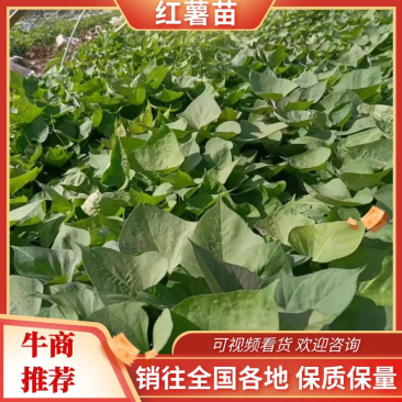 红薯苗/西瓜红红薯苗/烟薯苗全国发货品质好