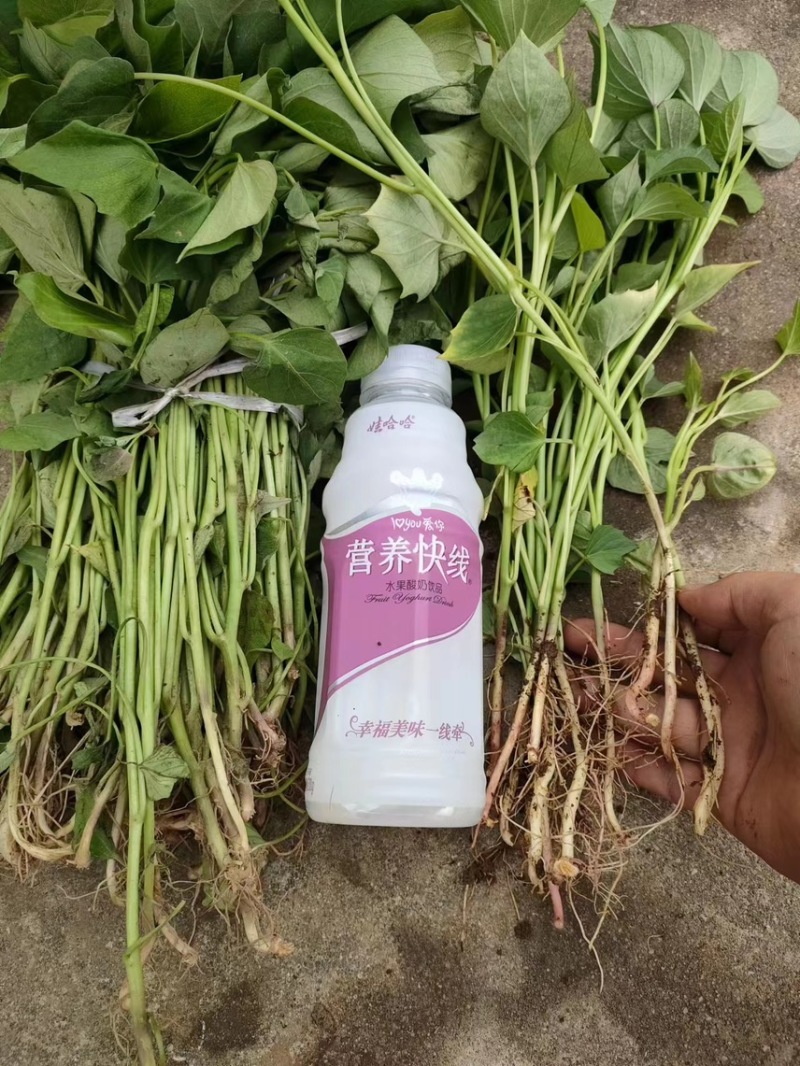 红薯苗/西瓜红红薯苗/烟薯苗全国发货品质好