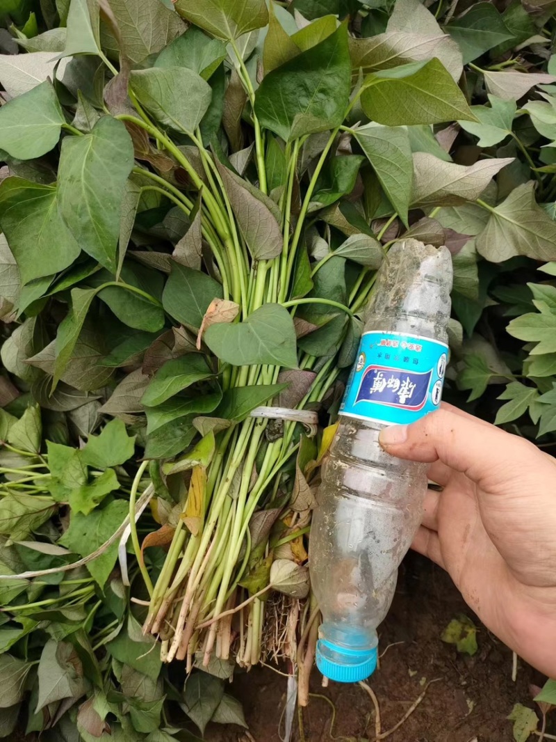 红薯苗/西瓜红红薯苗/烟薯苗全国发货品质好