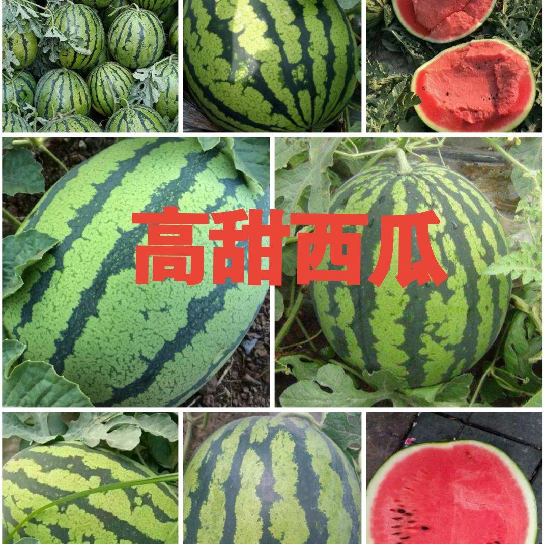 [甜王西瓜批发]山东临沂沂南县西瓜 0.10元/斤甜王西瓜，产地 _ 一亩田