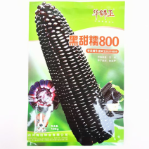 海迈黑甜糯800黑糯玉米种子品种，审定品种甜糯