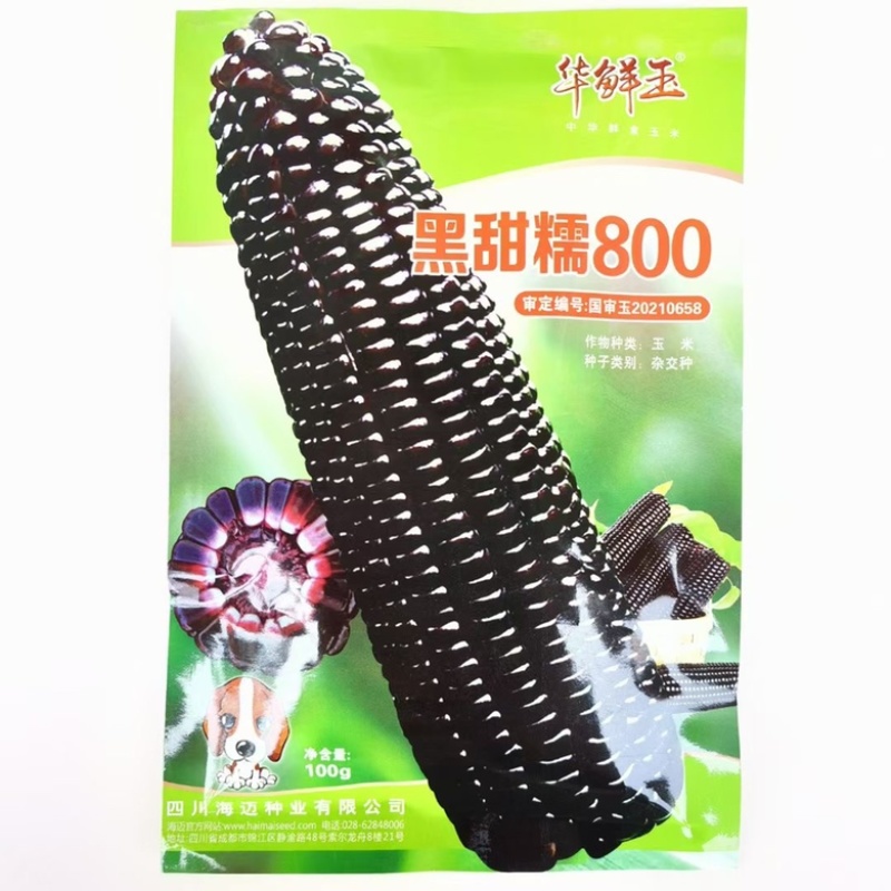海迈黑甜糯800黑糯玉米种子品种，审定品种甜糯