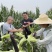 海迈黑甜糯800黑糯玉米种子品种，审定品种甜糯