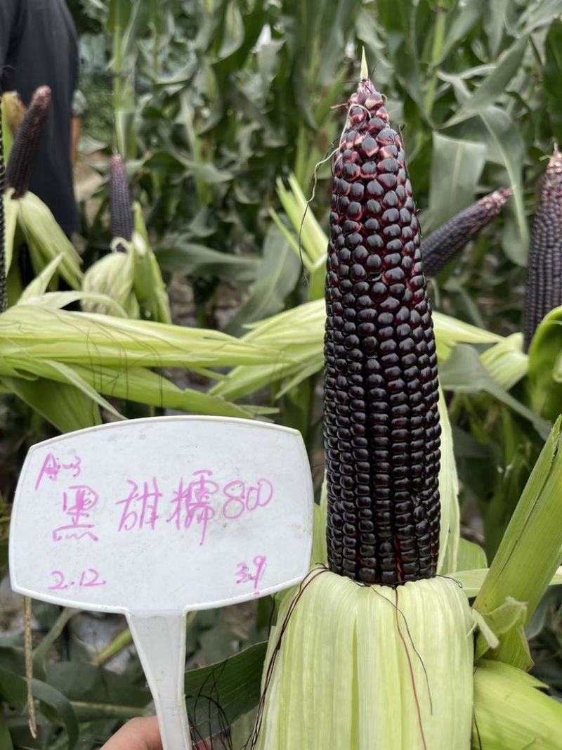 海迈黑甜糯800黑糯玉米种子品种，审定品种甜糯