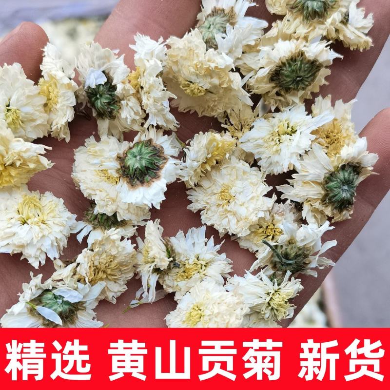 批发供应新货黄山贡菊七月菊白菊花散装