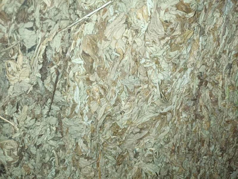 【牛商推荐】大量供应野生艾叶干艾草陈艾产地现货直发欢迎下单