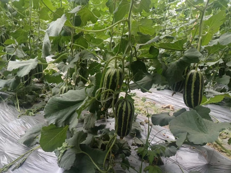 博洋9，海量货源，欢迎👏前来采购，合作