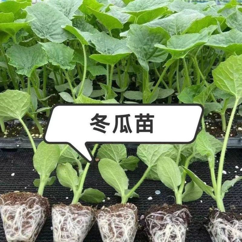 吊冬瓜苗地冬瓜苗青皮冬瓜苗一串铃冬瓜苗包回收免费技术指导